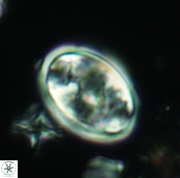 Konyaea lamperos 3178