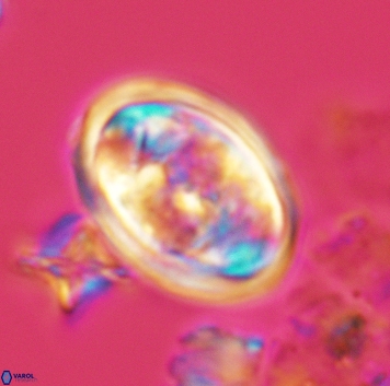 Konyaea lamperos 3179