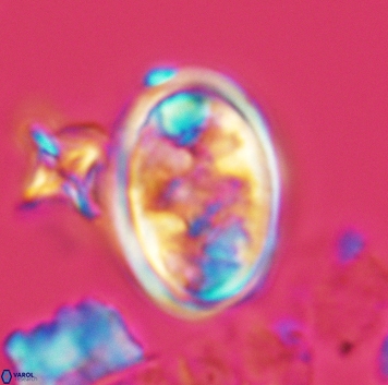 Konyaea lamperos 3180