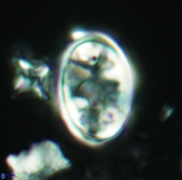 Konyaea lamperos 3181