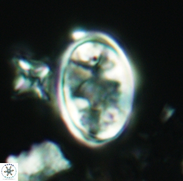 Konyaea lamperos 3181
