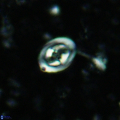 Konyaea stemmerikii 4515