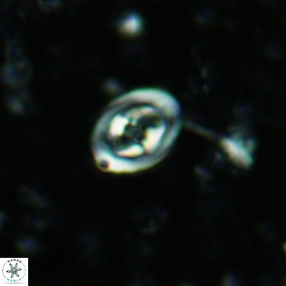 Konyaea stemmerikii 4515