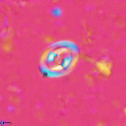 Konyaea stemmerikii 4516