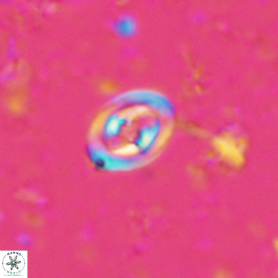 Konyaea stemmerikii 4516
