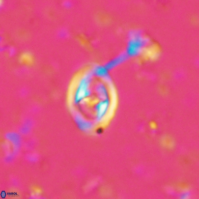 Konyaea stemmerikii 4517