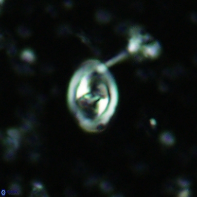 Konyaea stemmerikii 4518