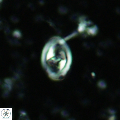 Konyaea stemmerikii 4518