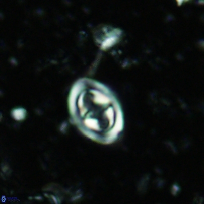 Konyaea stemmerikii 4519