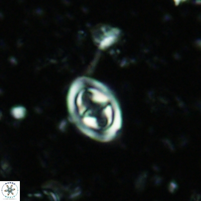 Konyaea stemmerikii 4519