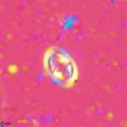 Konyaea stemmerikii 4520