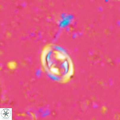 Konyaea stemmerikii 4520