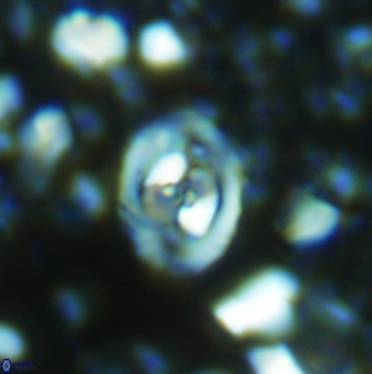 Konyaea stemmerikii 6247