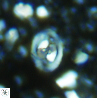 Konyaea stemmerikii 6247