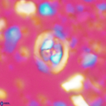 Konyaea stemmerikii 6248