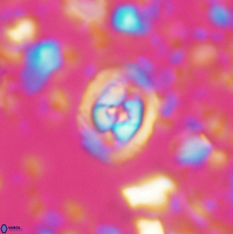 Konyaea stemmerikii 6249