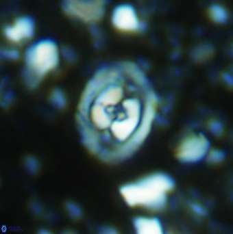 Konyaea stemmerikii 6250