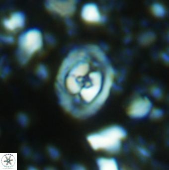 Konyaea stemmerikii 6250