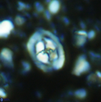 Konyaea stemmerikii 6253