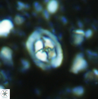 Konyaea stemmerikii 6253