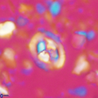 Konyaea stemmerikii 6254