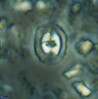 Konyaea stemmerikii 6255