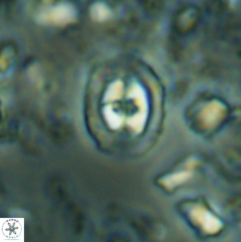 Konyaea stemmerikii 6255