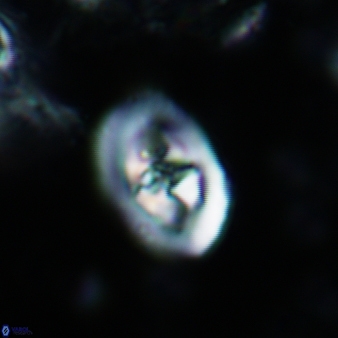 Konyaea stemmerikii 781