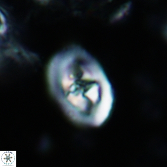 Konyaea stemmerikii 781