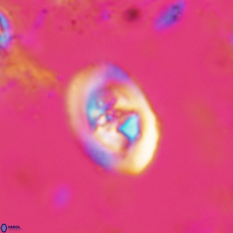 Konyaea stemmerikii 783