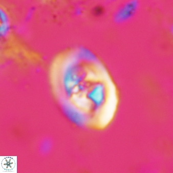 Konyaea stemmerikii 783