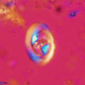 Konyaea stemmerikii 784