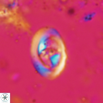Konyaea stemmerikii 784