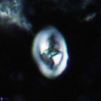 Konyaea stemmerikii 785