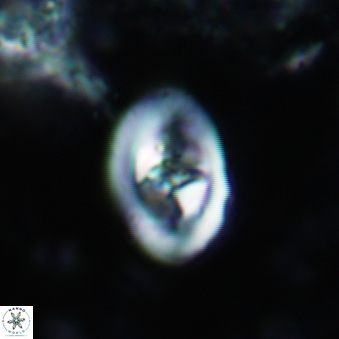 Konyaea stemmerikii 785