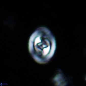 Konyaea stemmerikii 866