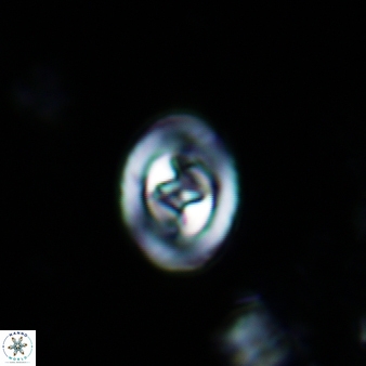 Konyaea stemmerikii 866