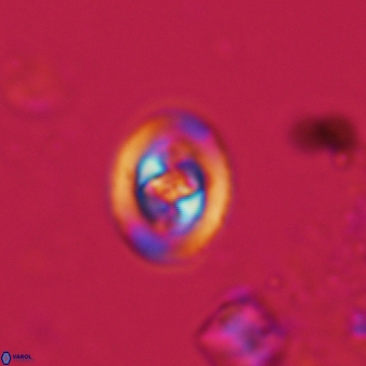 Konyaea stemmerikii 867