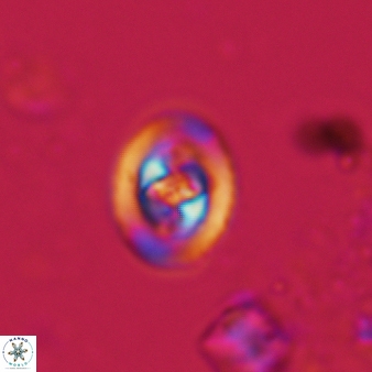 Konyaea stemmerikii 867