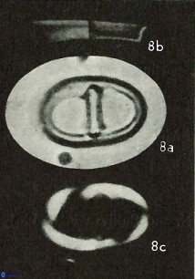 Lophodolithus nascens 24305 1