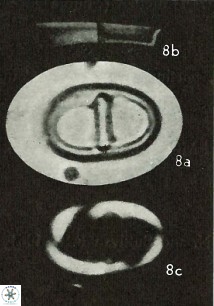 Lophodolithus nascens 24305 1