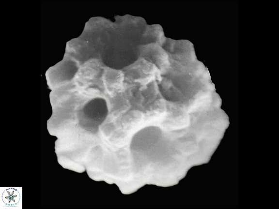 L operosum a
