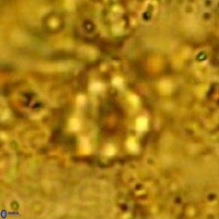 Eprolithus floralis 39897
