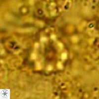 Eprolithus floralis 39897