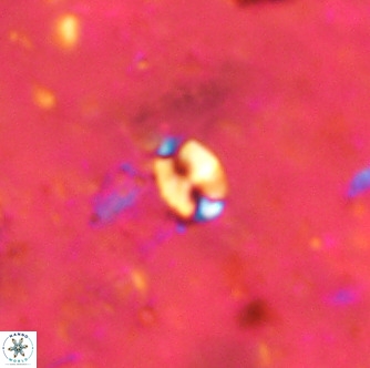 Lanternithus duocavus VR 00062