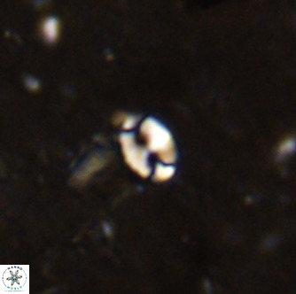 Lanternithus duocavus VR 00063