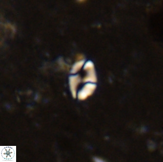 Lanternithus duocavus VR 00066