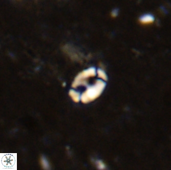 Lanternithus duocavus VR 00069