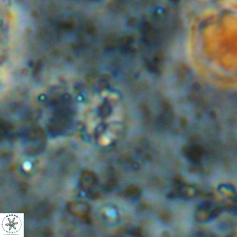Lanternithus duocavus VR 00073