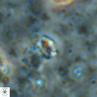 Lanternithus duocavus VR 00074